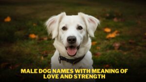 Male Dog Names with Meaning of Love and Strength