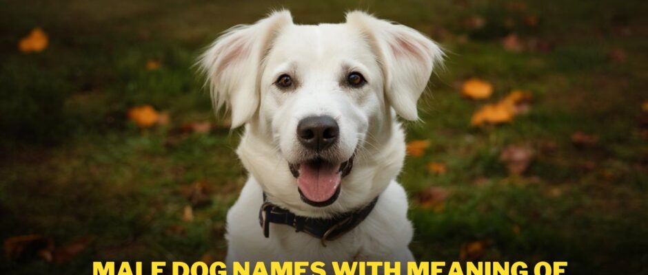 Male Dog Names with Meaning of Love and Strength