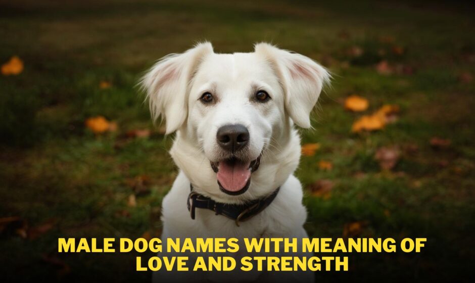 Male Dog Names with Meaning of Love and Strength