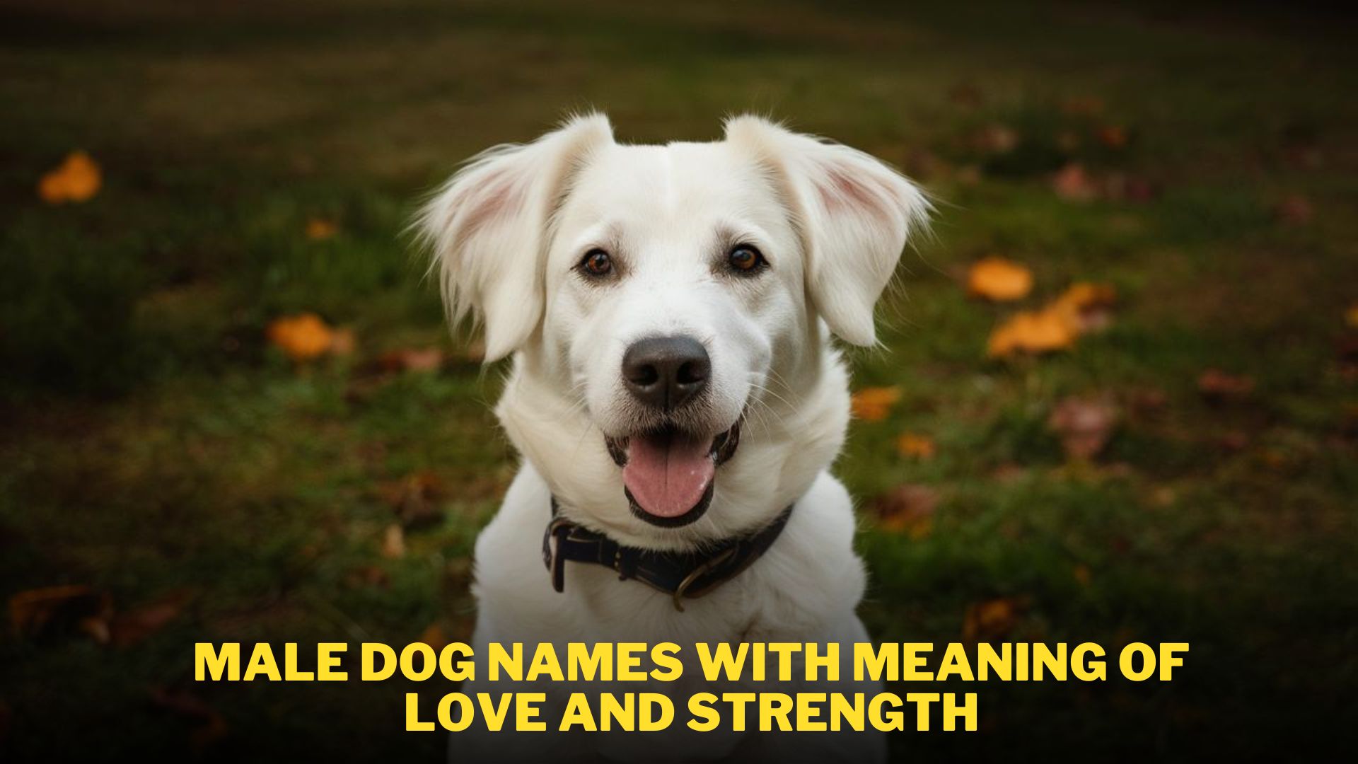 Male Dog Names with Meaning of Love and Strength